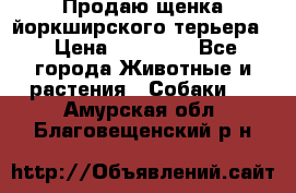 Продаю щенка йоркширского терьера  › Цена ­ 20 000 - Все города Животные и растения » Собаки   . Амурская обл.,Благовещенский р-н